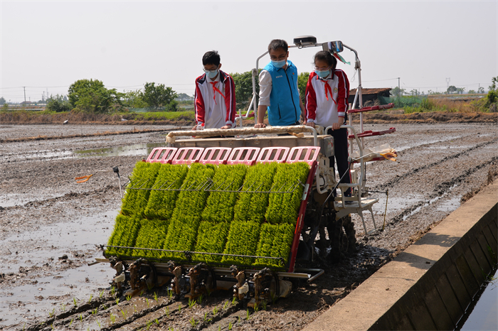 插秧4.jpg 插秧4.jpg